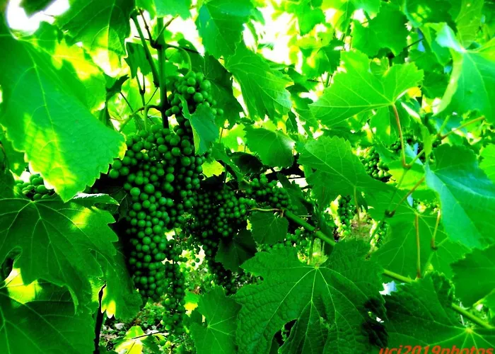 Çiftlik konaklama Vitae